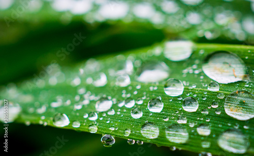 Closeup makro shot of a green grass leaves with rain water drops on top of them. Shallow depth of field. Very detailed picture of water bubbles with reflections.