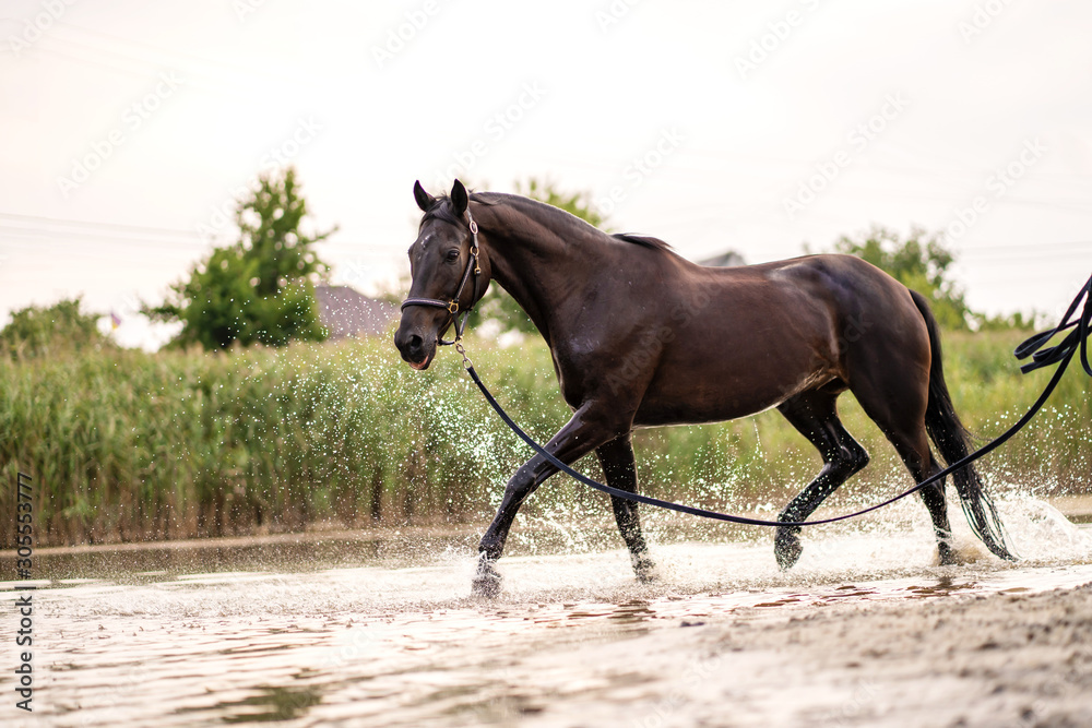 Beautiful well-groomed dark horse for a walk by the lake. A horse runs on water. Strength and Beauty Beautiful well-groomed dark horse for a walk by the lake. A horse runs on water. Strength and Beauty
