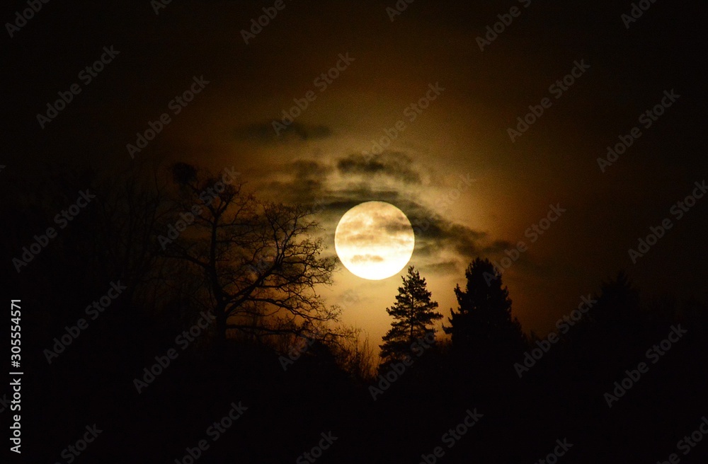 full moon rises through the trees