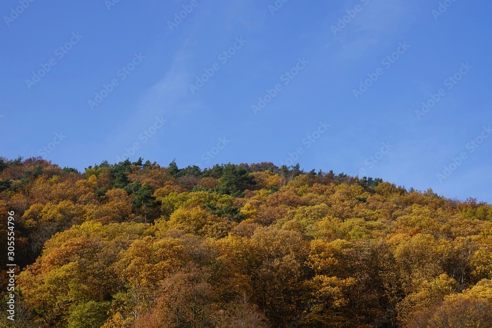 Herbstliche Baumwipfel unter blauem Himmel