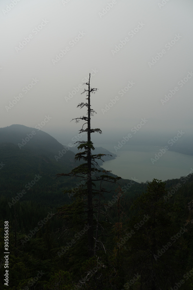 Obraz premium lone tree