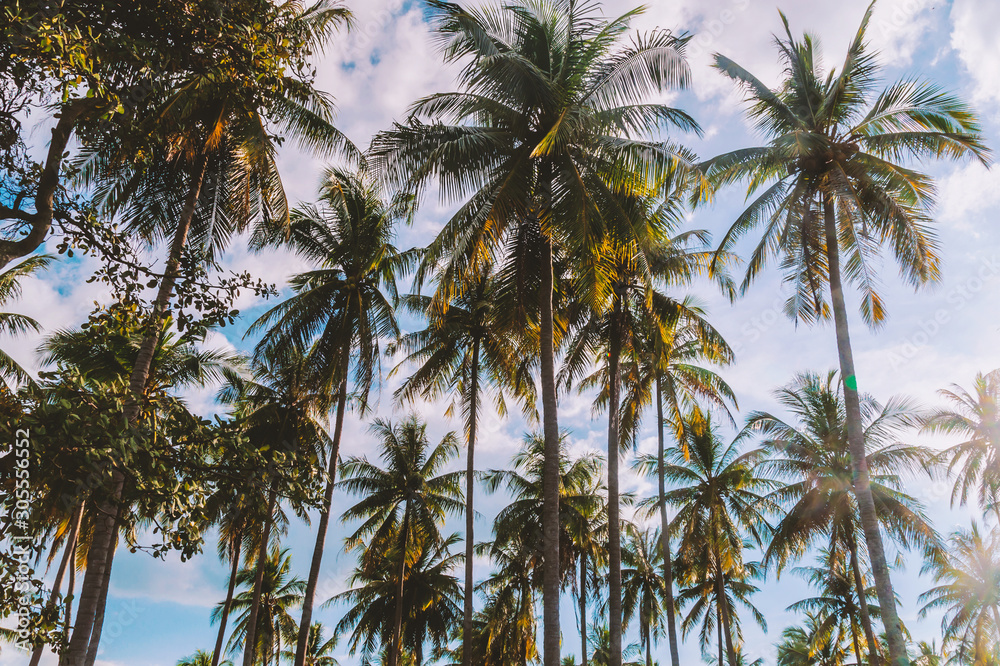 palm trees and blue sky