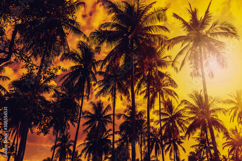 Fototapeta Naklejka Na Ścianę i Meble -  sunset in the jungle