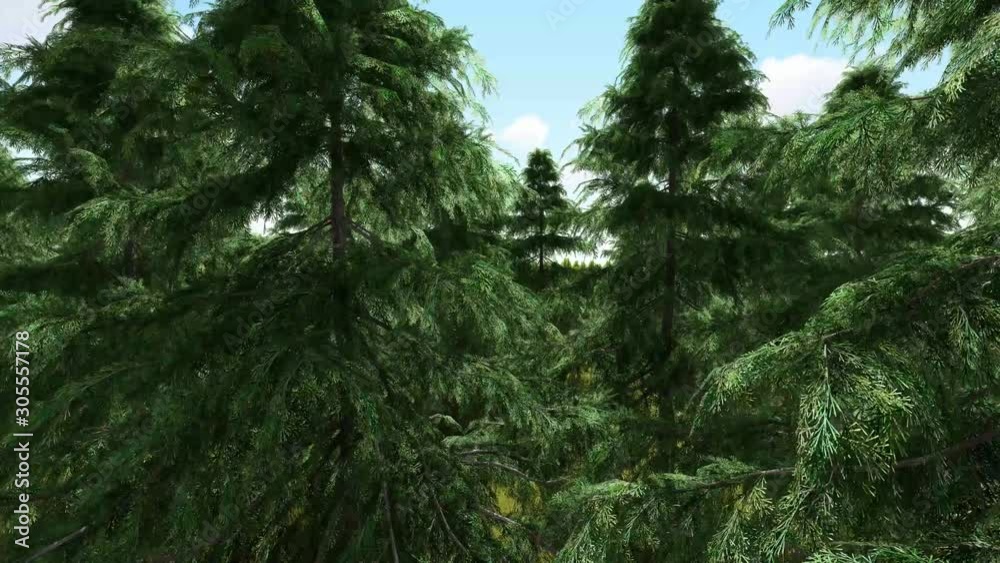Camera moves along green moss between trees, 3D Rendering Camera moves along green moss between trees, 3D Rendering