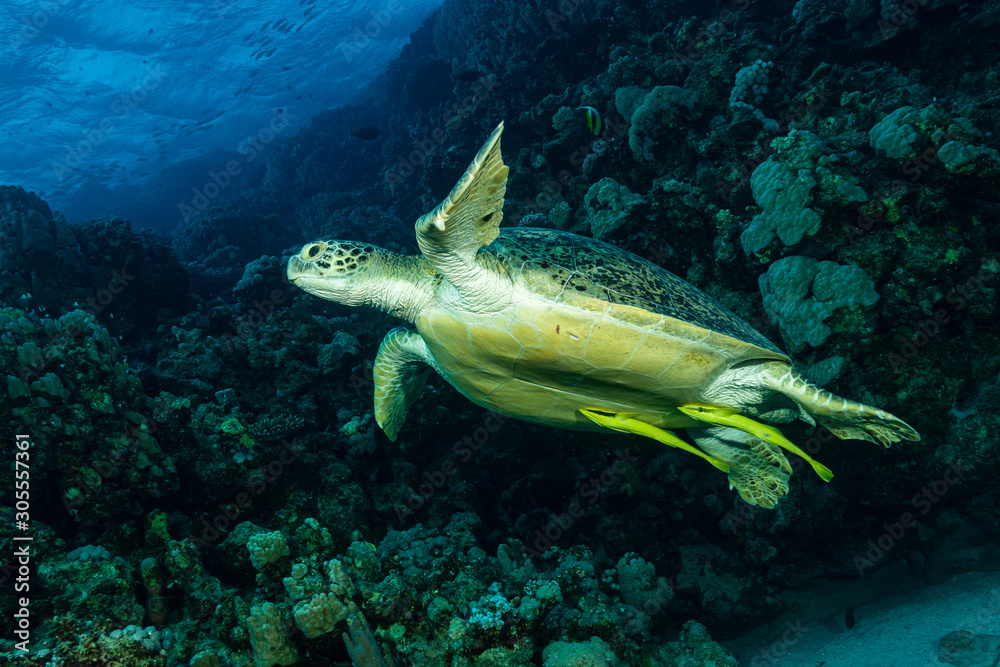Fototapeta premium green turtle feeding on a reef in the Red Sea
