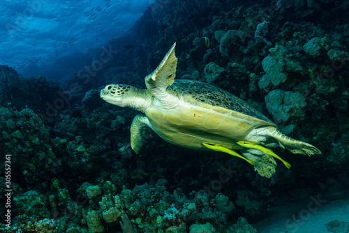 green turtle feeding on a reef in the Red Sea
