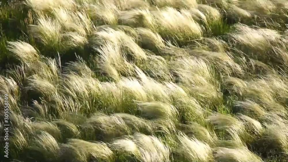 Silver feather grass swaying in wind at sunrise