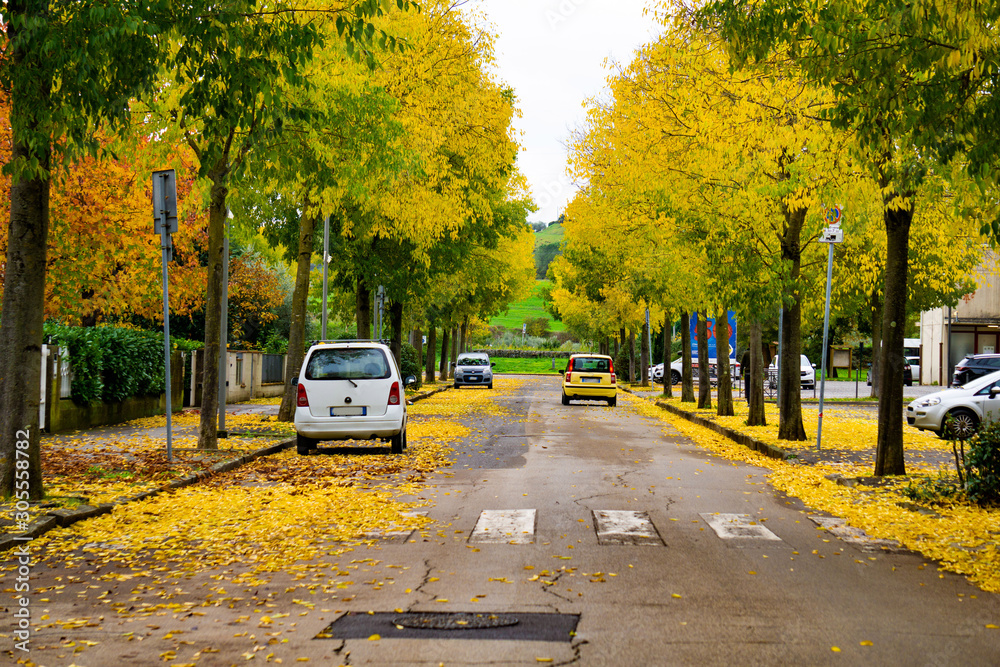 strada in autunno