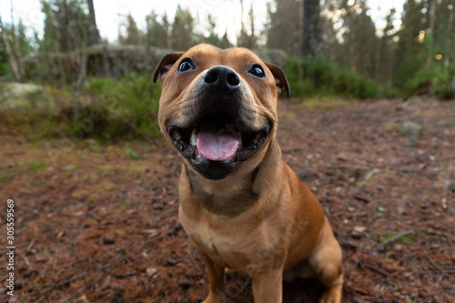 Staffordshire bullterrier outdoors in forest funny portrait. Animal and pet photography concept.