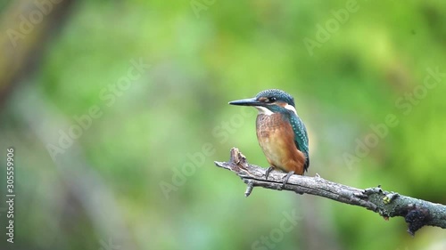 Kingfisher or Alcedo atthis perches on branch