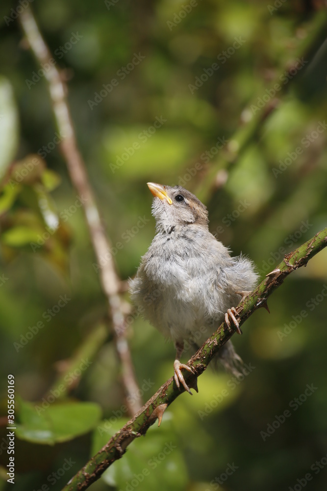 Fototapeta premium bird