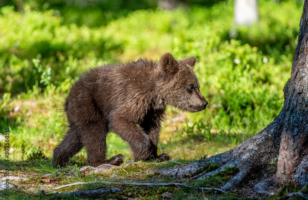 Brown bear cub in the summer forest. Scientific name: Ursus arctos. Natural Green Background. Natural habitat. Summer season Brown bear cub in the summer forest. Scientific name: Ursus arctos. Natural Green Background. Natural habitat. Summer season