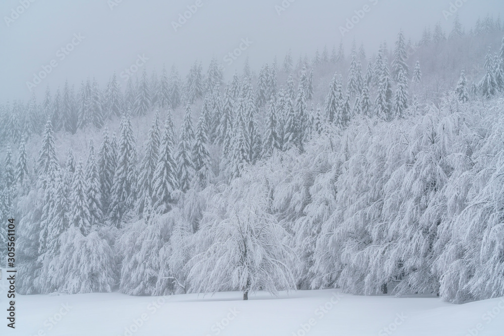 A beautiful scene of winter in the Carpathian Mountains