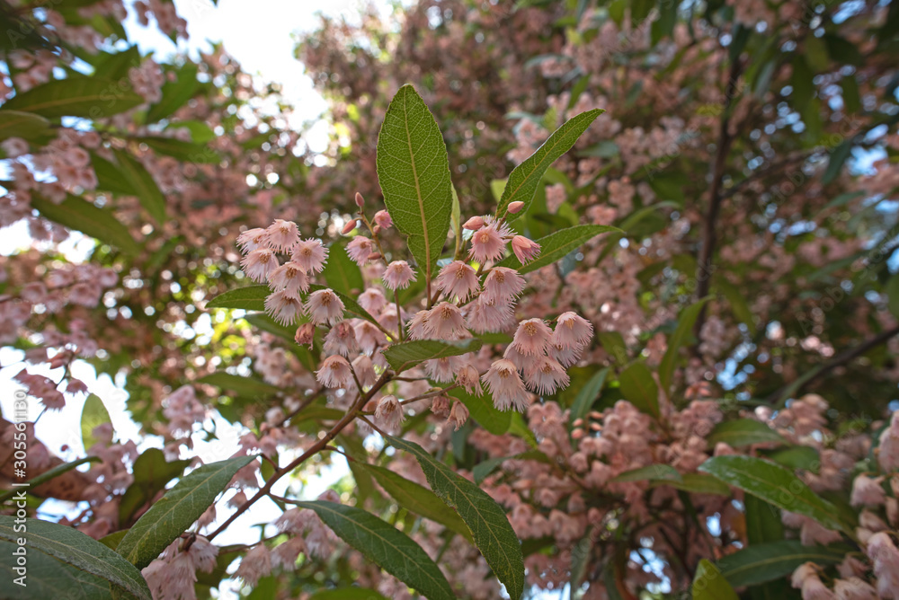blue berry ash - pink flower - Elaeocarpus reticulatus blue berry ash - pink flower - Elaeocarpus reticulatus