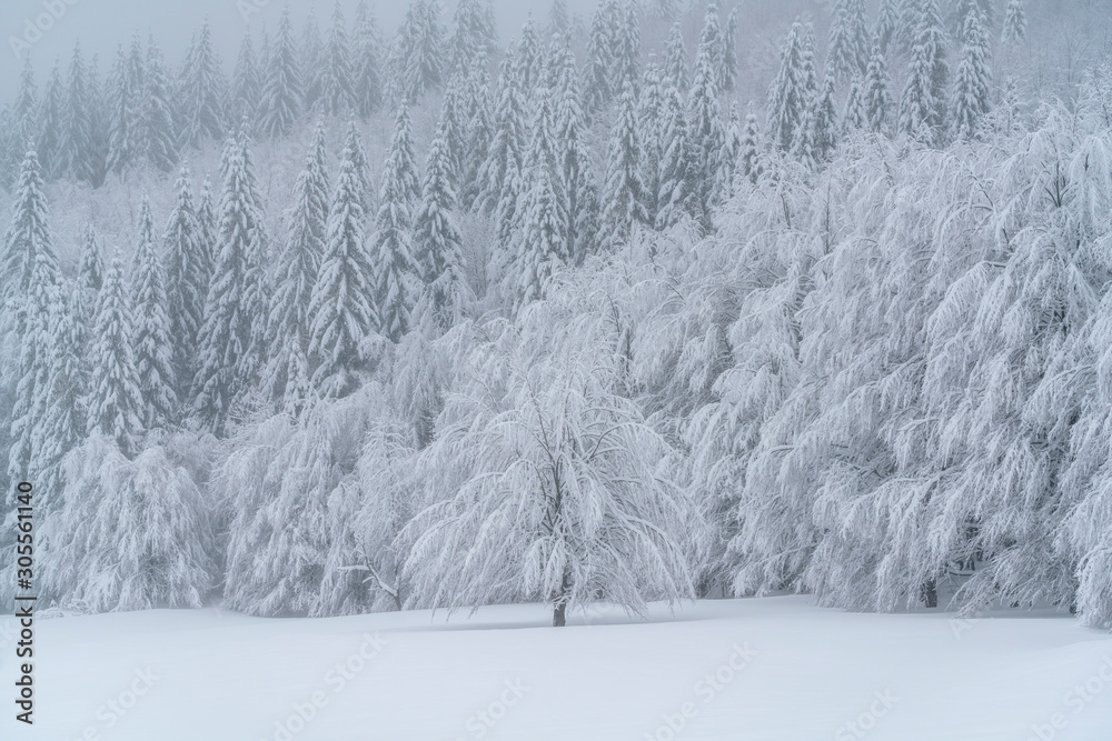 A beautiful scene of winter in the Carpathian Mountains A beautiful scene of winter in the Carpathian Mountains
