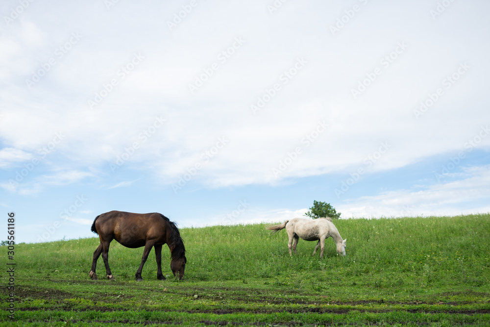 Russian green hills and meadows in Altai. Aya Lake for tourists. The sun and sunset of the day. Summer and grass. Nature travel Russian green hills and meadows in Altai. Aya Lake for tourists. The sun and sunset of the day. Summer and grass. Nature travel