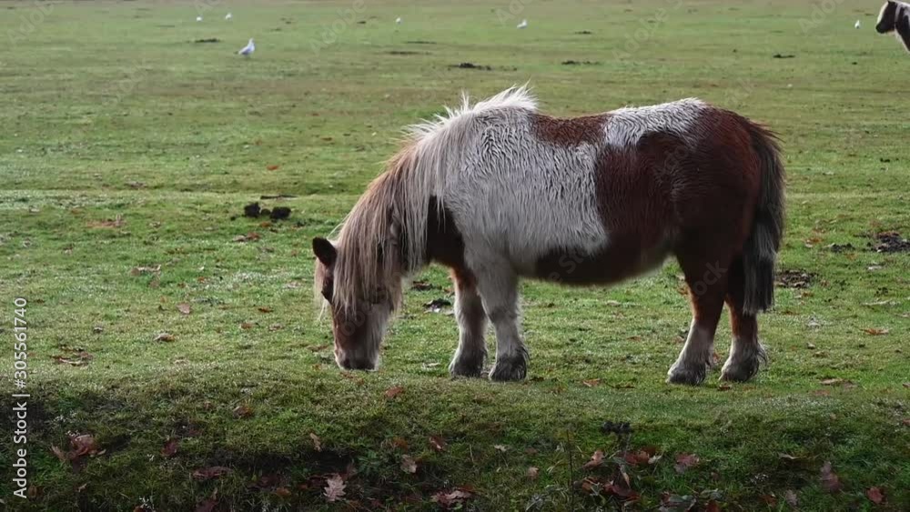 Wild ponies grazing in the new forest Hampshire Wild ponies grazing in the new forest Hampshire