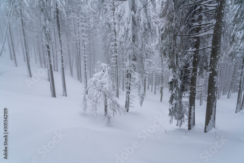 Picturesque winter landscape in the Carpathian Forest