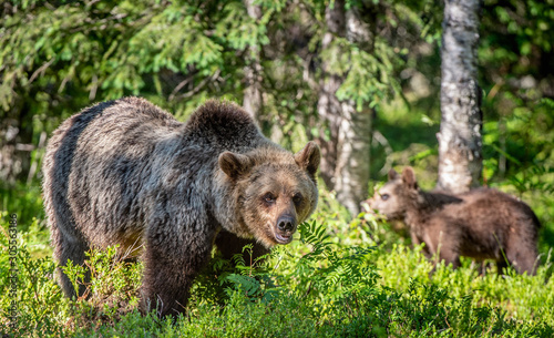 Brown bear  in the summer forest. Green natural background. Natural habitat. Scientific name  Ursus Arctos.