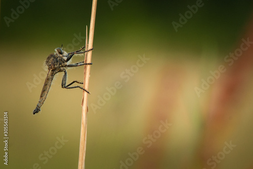 Robber fly, Asilus crabroniformis sitting on grass. Close portrait of rare scary insect. Summer picture of interesting insect predator in its natural environment. photo