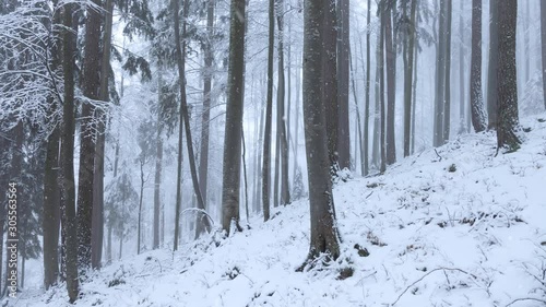 Snow falling in winter season foggy and snowy beech tree mountain forest.