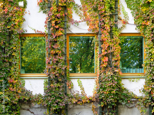 Fototapeta Naklejka Na Ścianę i Meble -  Ivy surrounding the windows of the building.