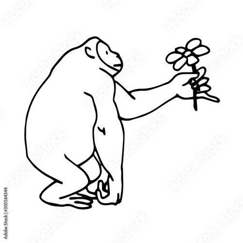 strong cute male chimpanzee gives flower on Valentine's day, vector illustration in black ink and contour lines isolated on white background in hand drawn style