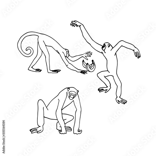 set of monkeys, Gibbons and macaque, vector illustration in black ink and contour lines isolated on white background in hand drawn style