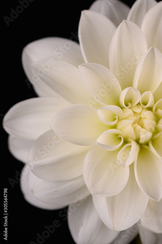 white petals black background © Jeannette