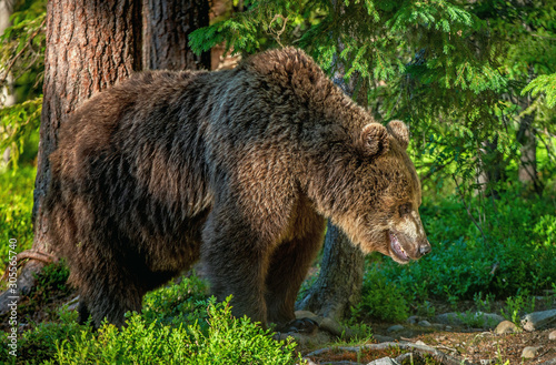 Wallpaper Mural Brown bear  in the summer forest. Green natural background. Natural habitat. Scientific name: Ursus Arctos. Torontodigital.ca