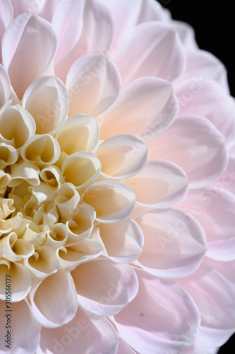 pink petals dahlias  © Jeannette