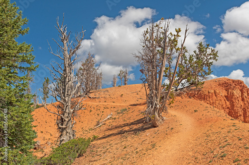 Trail Amongst the Bristlecone Pines