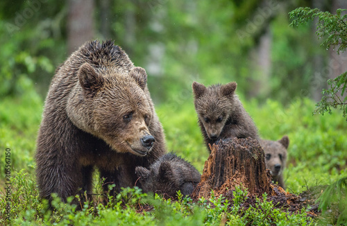 Brown bears. She-bear and bear-cubs in the summer forest. Green forest natural background. Scientific name: Ursus arctos.