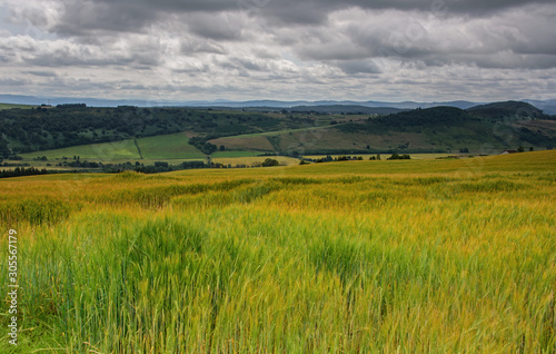 Wheat fields, scotland