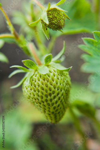Strawberry plant with many  young green fruit.