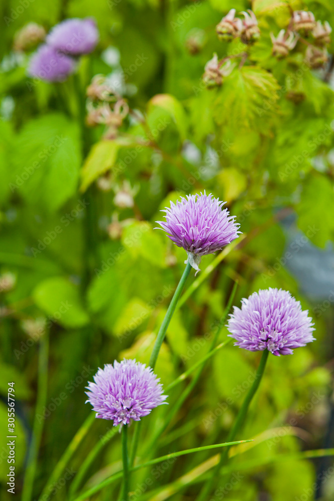 Chives light violet flowers - Herbal and Medicinal Garden.