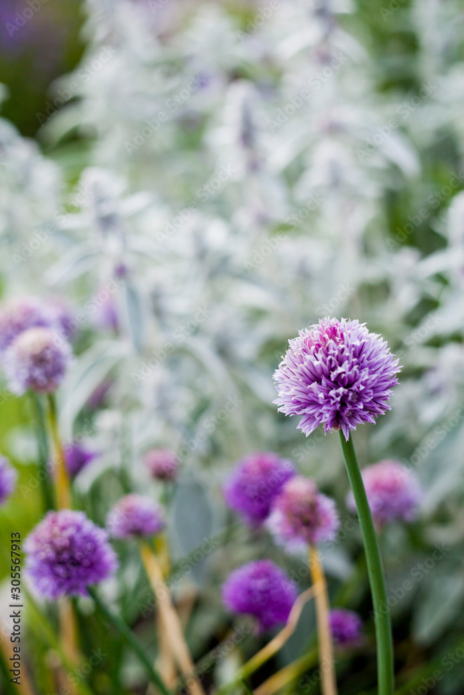 Chives light violet flowers - Herbal and Medicinal Garden. Chives light violet flowers - Herbal and Medicinal Garden.