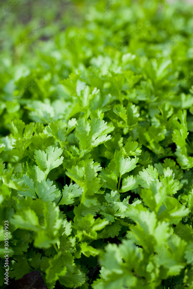 Coriander plant in the vegetable and herbal garden. Coriander plant in the vegetable and herbal garden.