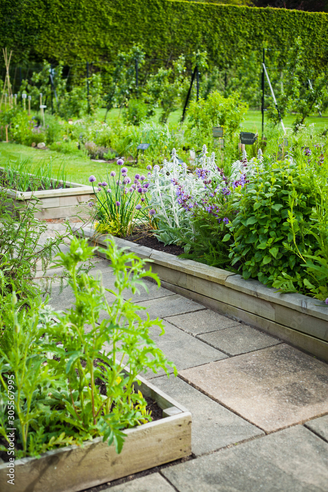Herbal and Medicinal Plants blooming in the garden. Herbal and Medicinal Plants blooming in the garden.