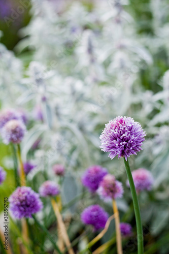 Chives light violet flowers - Herbal and Medicinal Garden.
