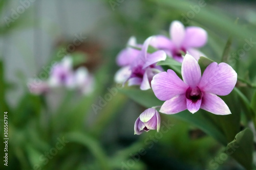pink orchids flowers in the garden