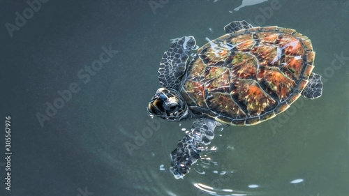 baby sea turtle in water 