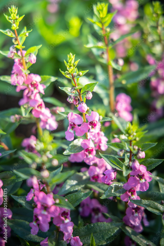 The background image of the colorful flowers The background image of the colorful flowers