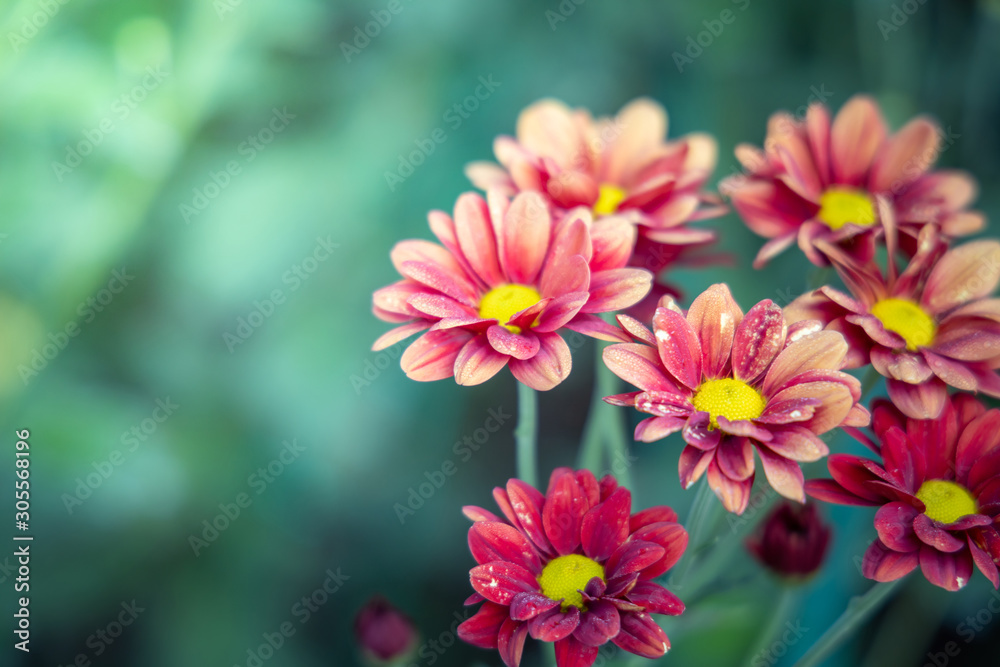 Fototapeta premium The background image of the colorful flowers