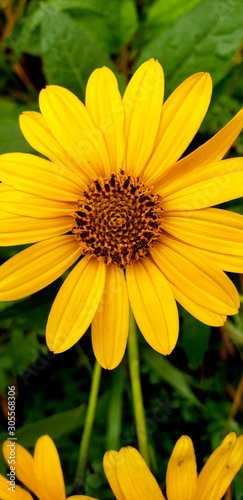 yellow flowers in garden