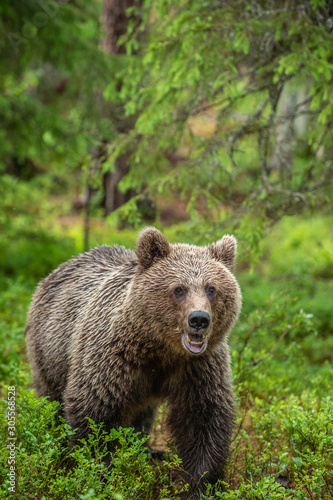 Brown bear  in the summer forest. Green natural background. Natural habitat. Scientific name: Ursus Arctos.