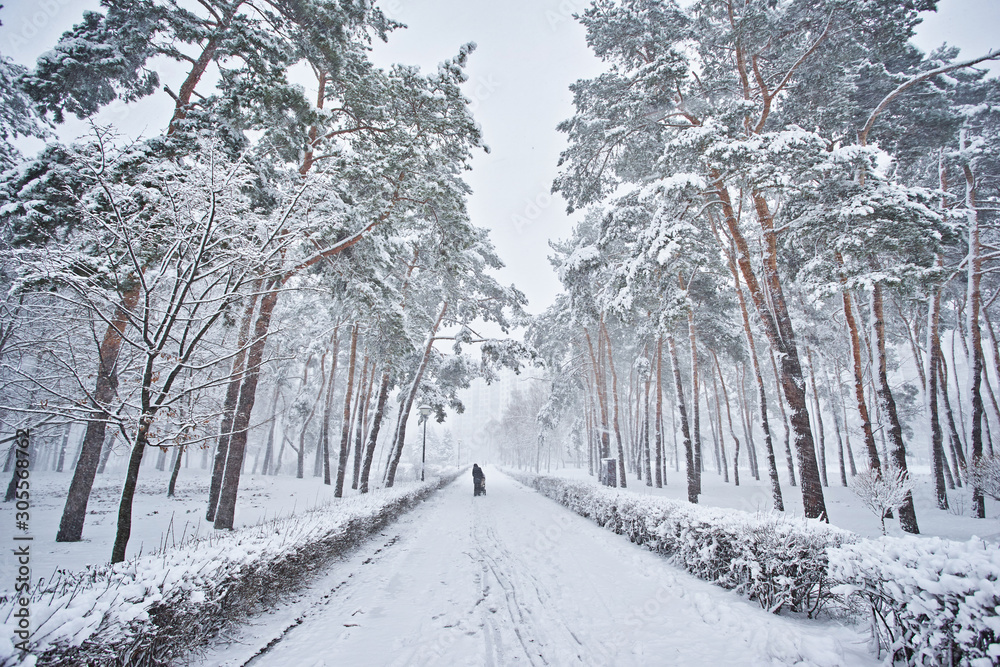Winter, forest, snow. Snow-covered pine forest, trees in the snow, a beautiful winter landscape.