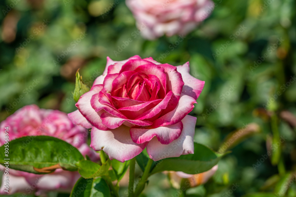 Rose Peace. Flower in full bloom Rose Peace. Flower in full bloom