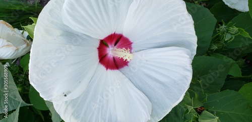 White Flower