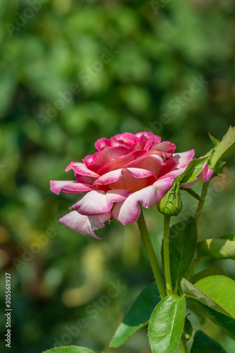Rose Peace. Flower in full bloom